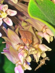 Galasa nigrinodis