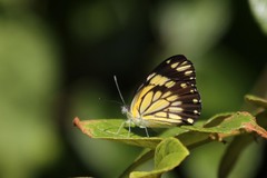 Belenois creona severina