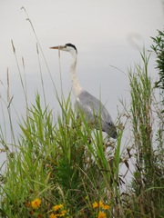 Ardea cinerea