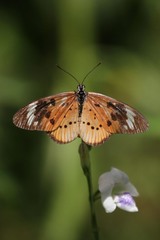Acraea encedon encedon