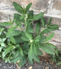 Solanum pseudocapsicum