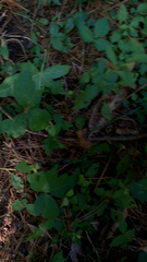 Hexastylis arifolia