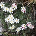 Androsace villosa - Photo (c) bferrero, some rights reserved (CC BY-NC), uploaded by bferrero