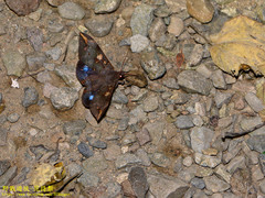 Ischyja ferrifracta