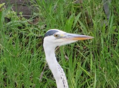 Ardea cinerea