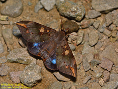 Ischyja ferrifracta