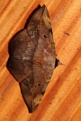 Hypopyra capensis