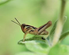 Melanoplus borealis