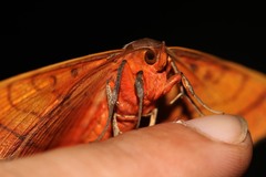 Hypopyra capensis