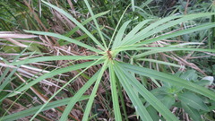 Cyperus