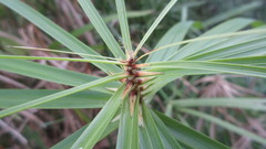 Cyperus