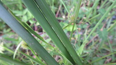 Cyperus