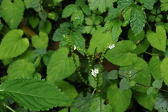 Trigonotis formosana