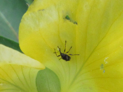 Nanophyinae