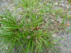 Carex pilulifera