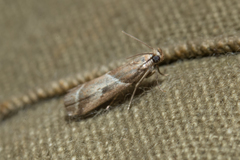 Nyctegretis lineana