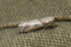 Nyctegretis lineana