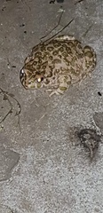 Bufotes viridis viridis
