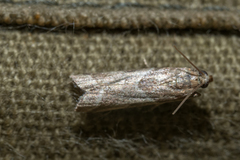 Nyctegretis lineana