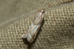 Nyctegretis lineana