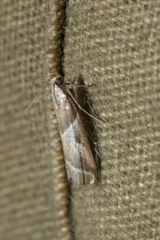 Nyctegretis lineana