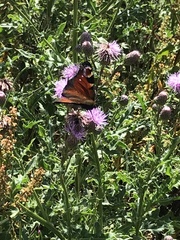 Aglais io