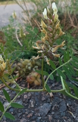 Astragalus cicer