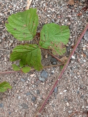 Rubus