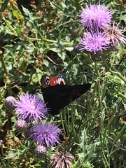 Aglais io