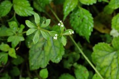 Galium echinocarpum