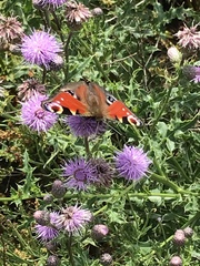 Aglais io