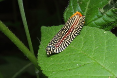 Cerace xanthocosma