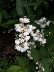 Deutzia scabra