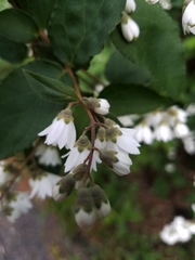 Deutzia scabra