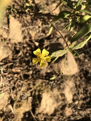 Crocanthemum aldersonii