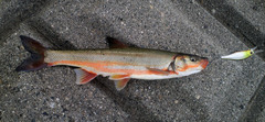 Big-Scaled Redfin photo 4