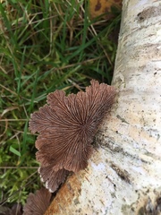 Schizophyllaceae