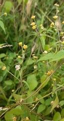 Galinsoga parviflora