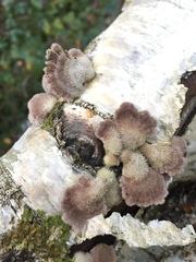 Schizophyllaceae