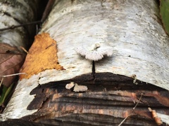 Schizophyllaceae