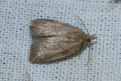 Sparganothis pilleriana