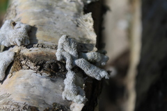 Schizophyllaceae
