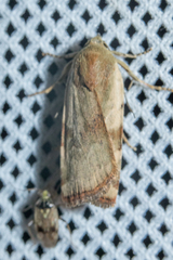 Cryptocala chardinyi