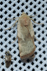 Cryptocala chardinyi