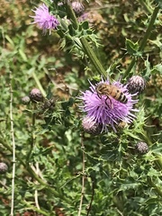 Apis mellifera