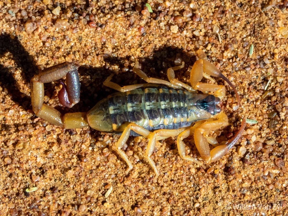 Eastern Bark Scorpion