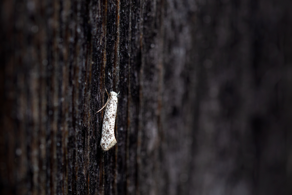 Paraswammerdamia conspersella