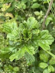 Dasineura crataegi