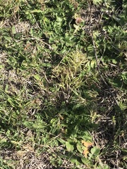 Arctotheca prostrata