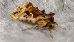 Autographa mandarina